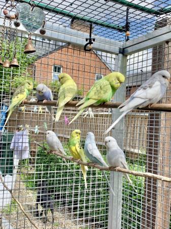 Image 5 of Young Baby budgies for sale