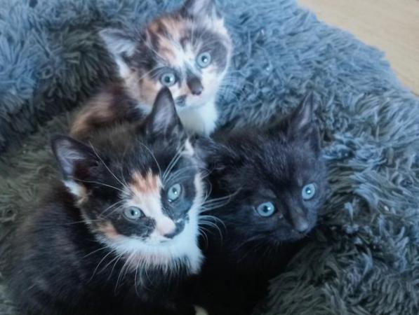 Image 11 of Last 2 Gorgeous kittens ready to go to their forever home