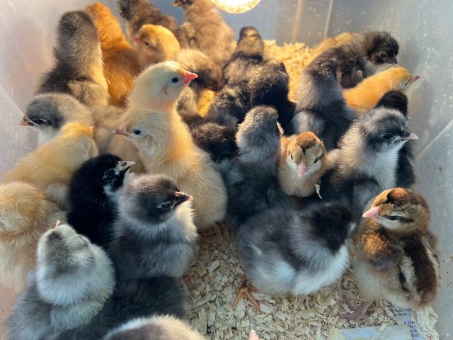 Preview of the first image of Easter chicks Day olds - marans, sussex buffs,cream legbars.