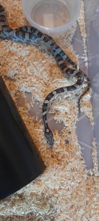 Image 5 of Baby anery cornsnake for sale female