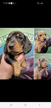 Image 3 of Here we have the beautiful litter of dachshunds