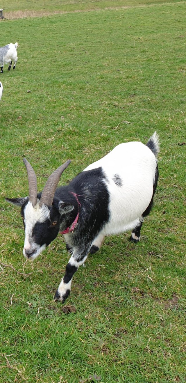 Preview of the first image of FEMALE PYGMY GOAT 5 Years old. For sale due to illness healt.