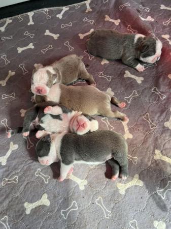 Image 25 of chunky rare colours full pedigree blue eyed Boston terriers