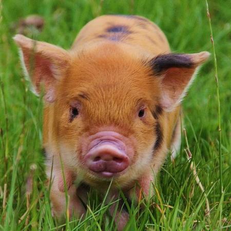 Image 1 of Pedigree kune Kune castrated boar piglet wanted