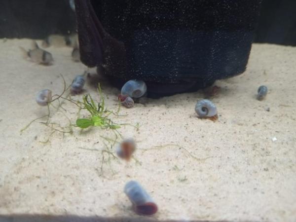 Image 5 of Blue ramshorn snails 50p each