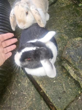 Image 1 of Two friendly and sociable outdoor  bunnies