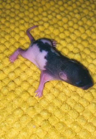 Image 1 of Rats! loving & Friendly Rats ??