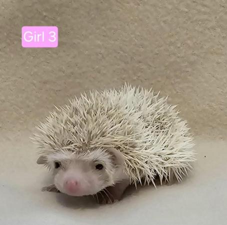 Image 2 of African Pygmy Hedgehogs - APH Club UK Approved breeder