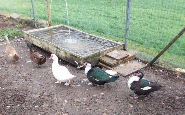 Image 2 of LOVELY MUSKOVY AND CAMPBELL DUCKS FOR SALE
