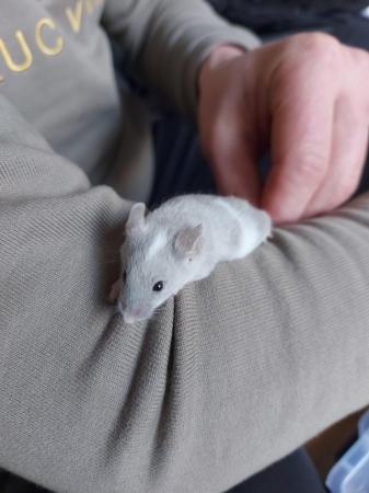 Image 5 of 9 week old fancy mice males £5