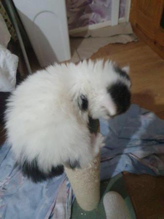 Image 3 of Beautiful fluffy make kitten, born 21st October