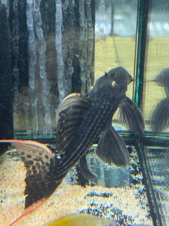 Image 3 of L25 Pleco unsexed Rare to see in the hobby.