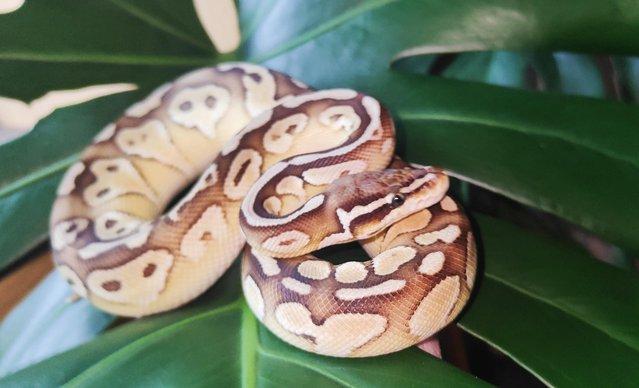 Image 2 of Cb22 & Cb23 Royal Pythons For Sale Males and Female