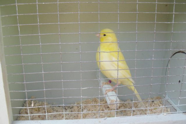Image 2 of Singing canarys Few Left Males Only. 1 Fife All Yellow Male