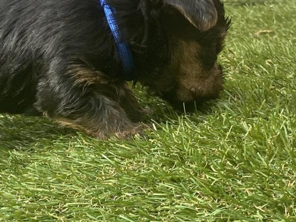 Image 14 of Yorkshire terrier puppies