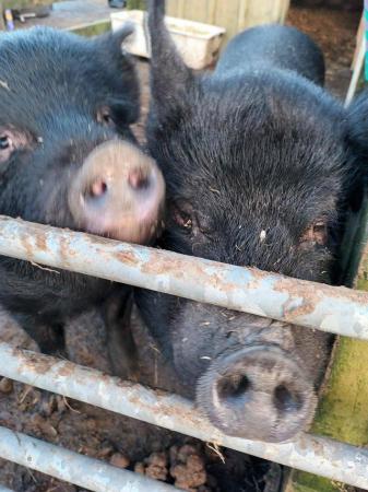 Image 2 of Kune Kune cross 'micro' pigs for sale