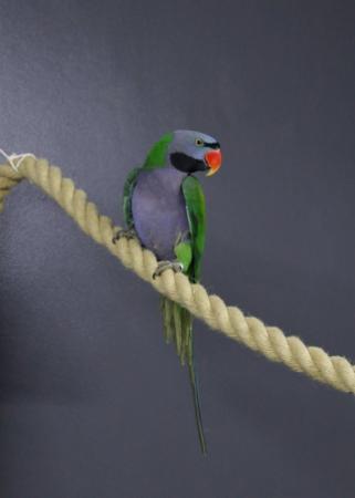 Image 2 of Darbyen parrots Male Available,19