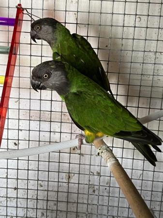 Image 1 of Adult breeding pair of Senegal Parrots