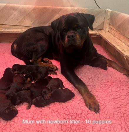 Image 4 of KC registered Chunky Rottweiler Puppies