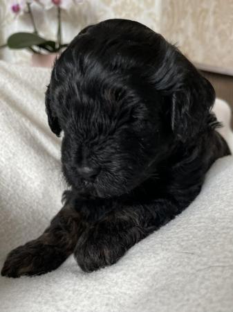 Image 6 of 1 cavapoo boy puppy looking for his forever home