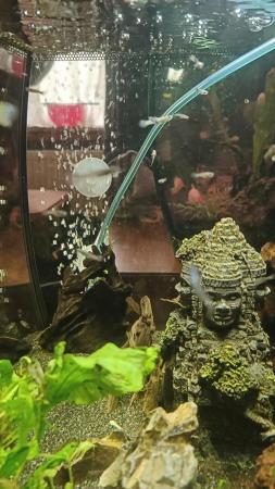 Image 2 of Young Guppies Tropical Fish For Sale