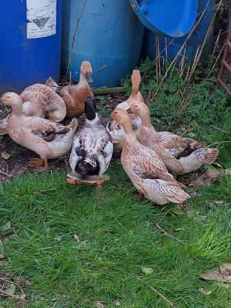 Image 1 of Believed fertile Welsh harlequin duck eggs