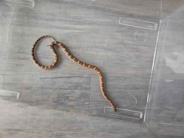 Image 4 of Female okeetee corn snake with or without full setup