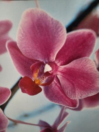 Image 3 of Orchid Print Wall Art 1080 x 900mm
