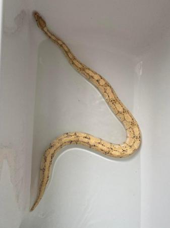 Image 2 of Adult Male banana pastel royal python