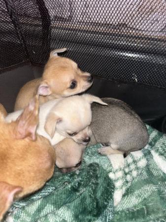 Image 7 of Chihuahua puppies ready to go