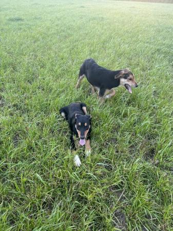 Image 12 of Collie/ Huntaway pups for sale.