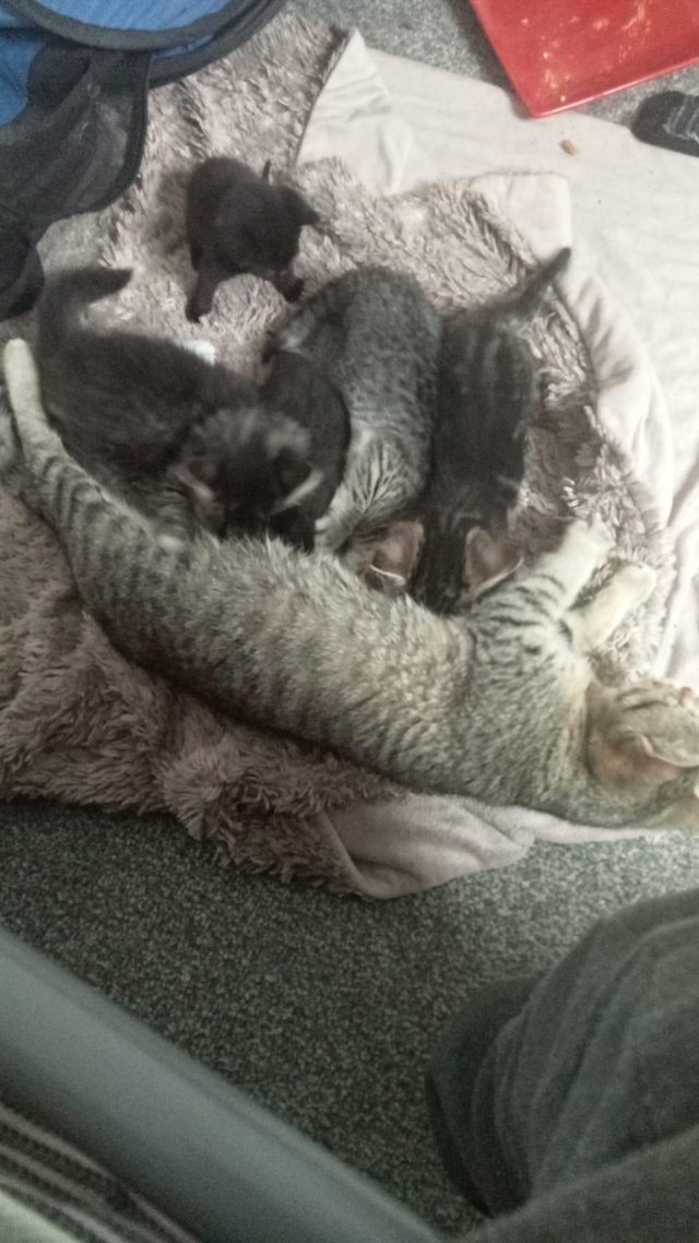 5-6 weeks old Kittens for sale.