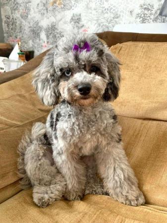Image 5 of MERLE BLACK & SILVER TOY POODLE FOR STUD ONLY!DNA HEALTH