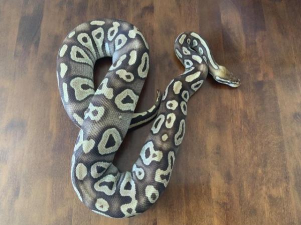 Image 1 of Royal / Ball python ‘pastave’ (female)