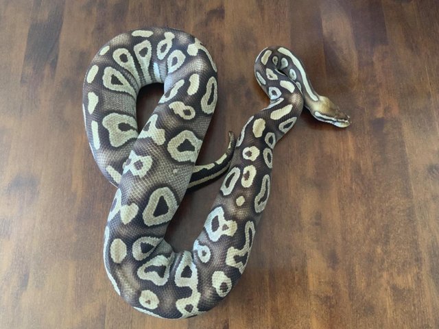 Preview of the first image of Royal / Ball python ‘pastave’ (female).