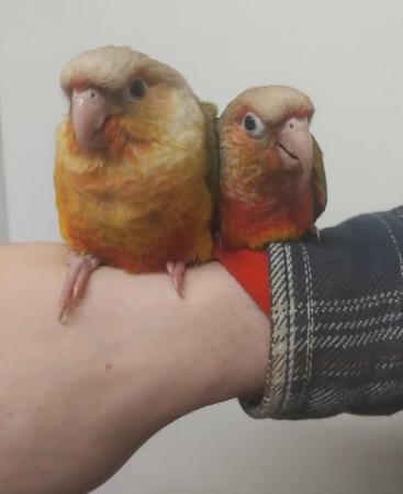 Image 3 of Hand Reared Baby Conure Parrots