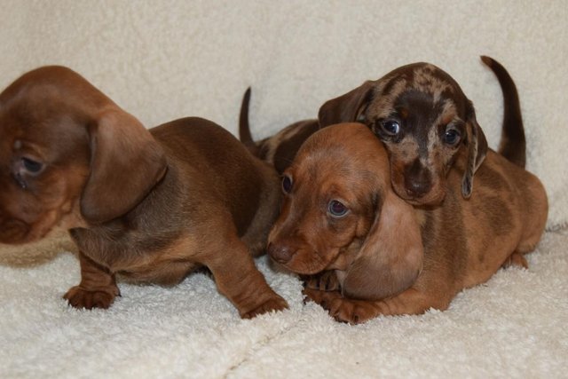 Image 4 of MINIATURE SMOOTH DACHSHUND PUPPIES