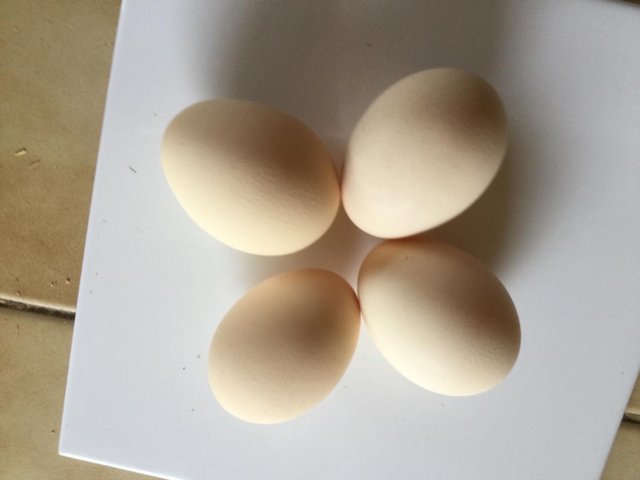 Preview of the first image of Buff Orpington Fertile Eggs.