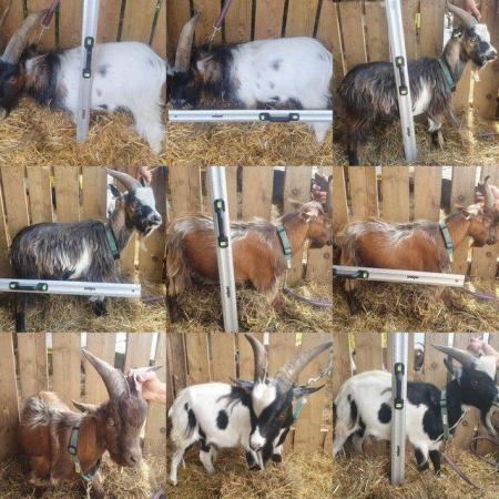 Image 2 of Fabulous selection of Pygmy Billy Goats for Sale or Rent