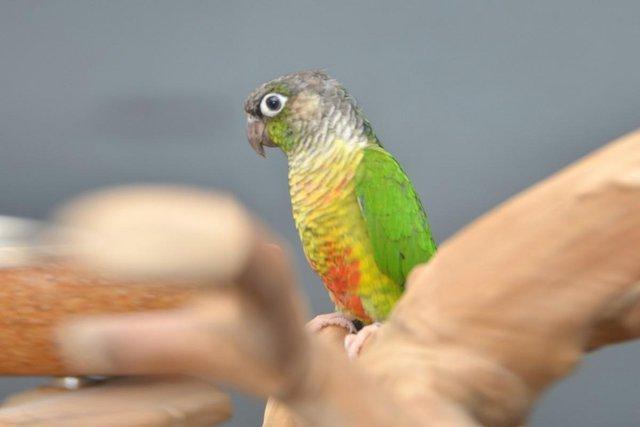 Image 5 of Baby Green Cheek conure,19