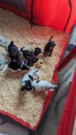 Image 7 of Tiny Jack Russell puppies 3  left