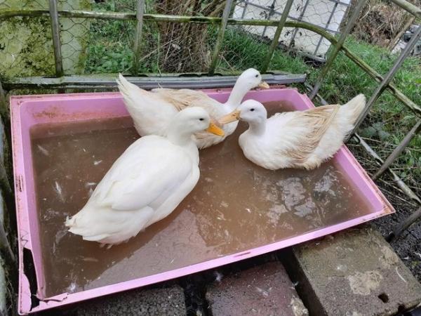 Image 4 of Aylesbury / Campbell High Fertility Duck Hatching Eggs £2.50