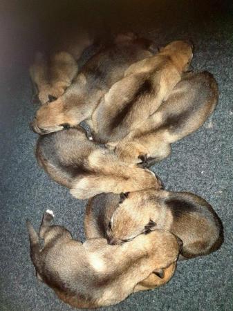Image 5 of Czechoslovakian wolf dog puppies