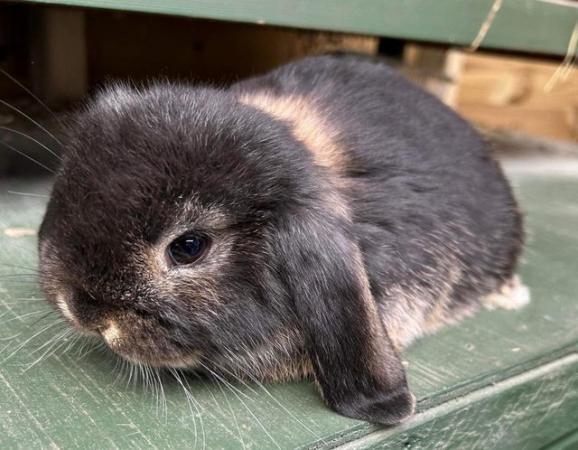 Image 3 of MINI LOP BUNNIES / 5 STAR HOMES ONLY