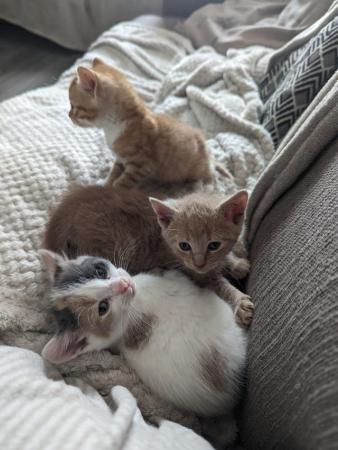Image 10 of 4 beautiful kittens (reserve only)