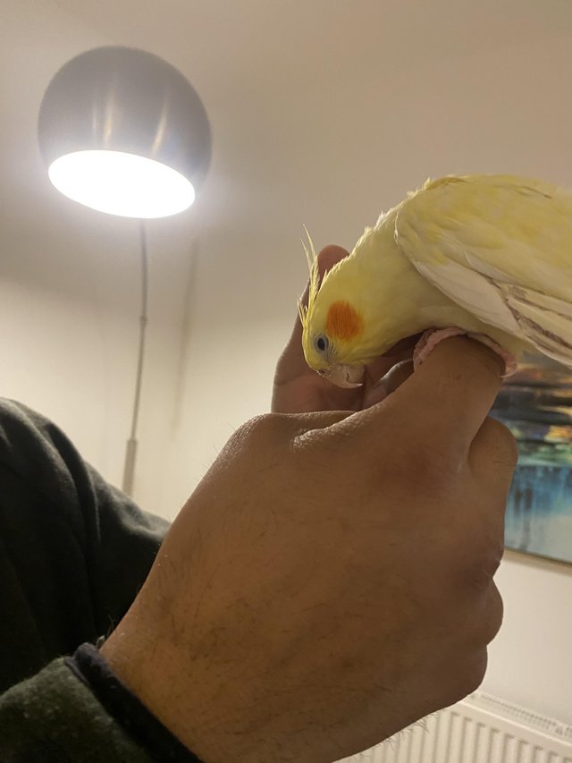 Preview of the first image of Tame Young Lutino Cockatiel.