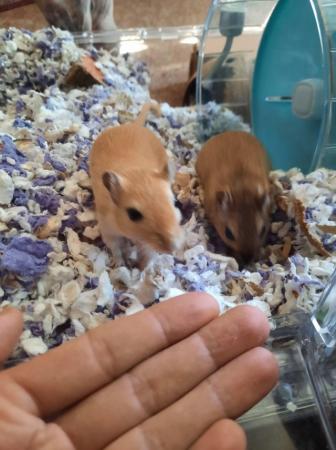 Image 2 of 2 male gerbils, 2.5 years old very friendly boys