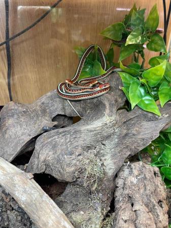 Image 3 of Californian red sided garter snake snake at urban exotics