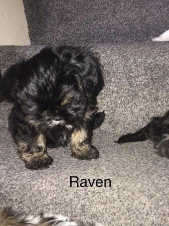 Image 13 of 2 beautiful male shih tzu left £500 ready now 9 week old