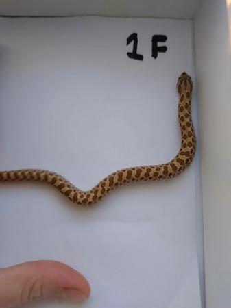 Image 5 of (Reserved)Female hognose snake 100% het snow
